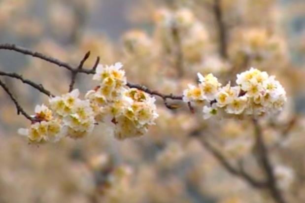 湖北櫻花迎春開